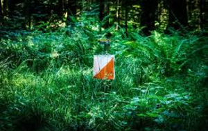 Entrainement CO en forêt de la Londe