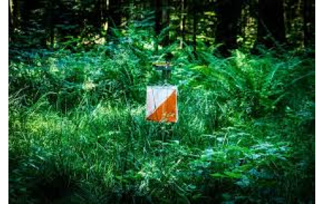 Entrainement CO en forêt de la Londe